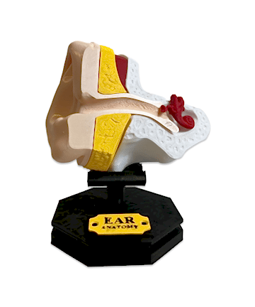 Ear Anatomy 3D Baskı